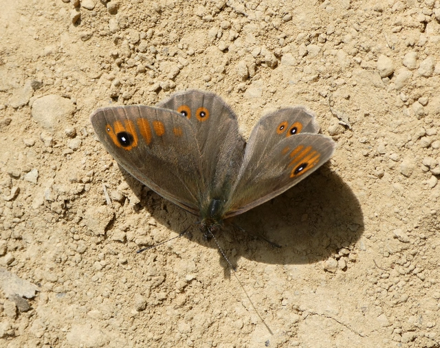 Lasiommata maera - nagyfoltú szemeslepke