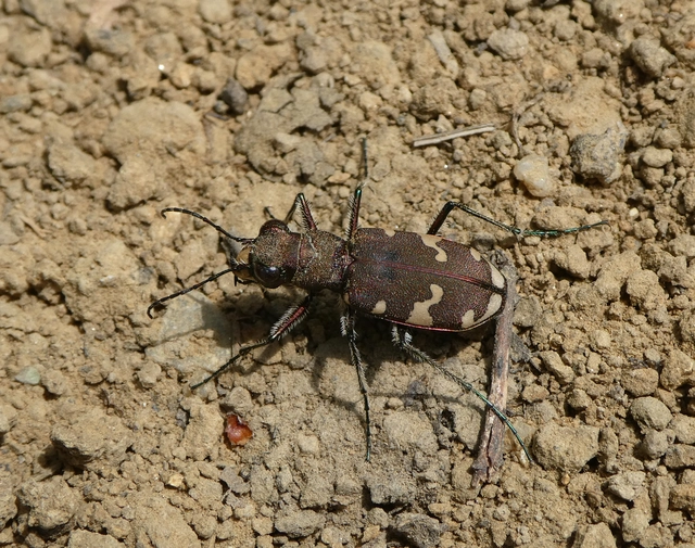 Cicindela sylvicola - erdei homokfutrinka
