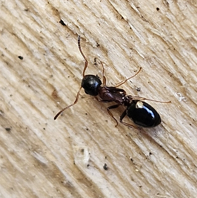 Dolichoderus quadripunctatus - négypettyes erdeihangya