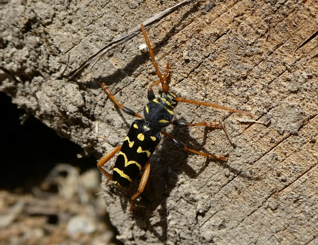 Plagionotus arcuatus - bársonyos darázscincér