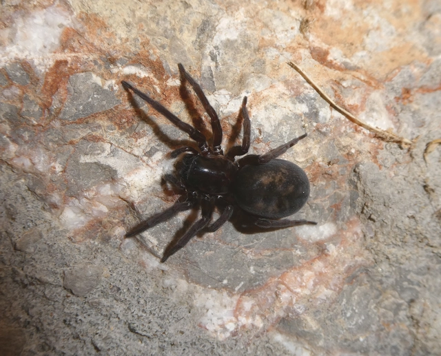 Amaurobius ferox - nagy eretnekpók