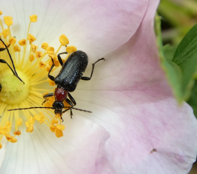 Dinoptera collaris - vörösnyakú virágcincér