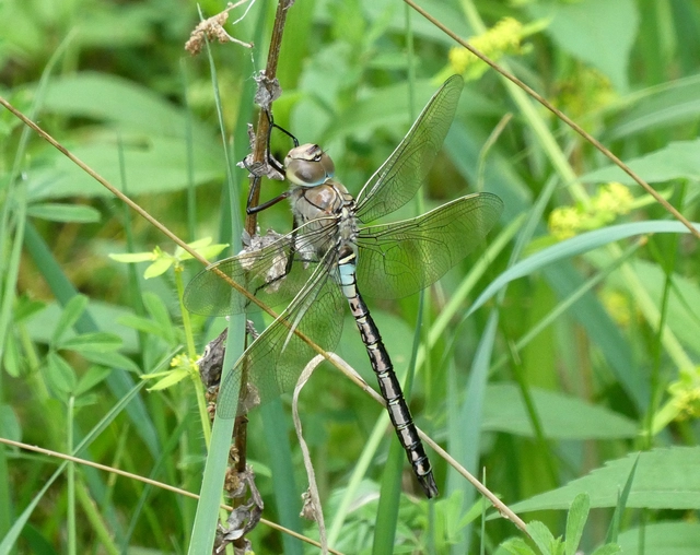 Anax parthenope - barna óriásacsa