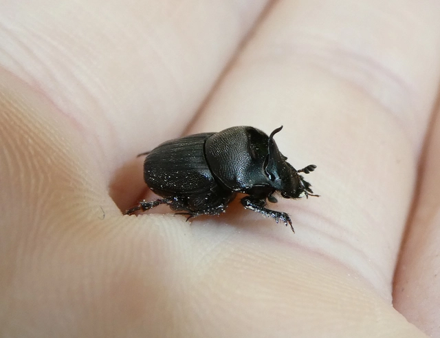 Onthophagus verticicornis - fekete trágyatúró