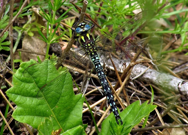 Brachytron pratense - szőrös karcsúacsa