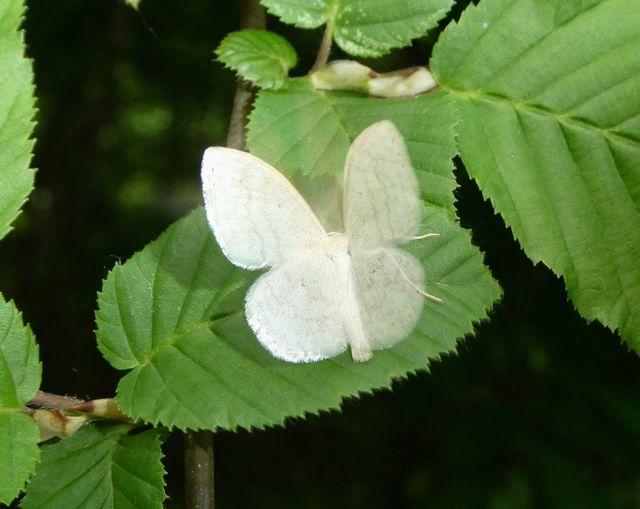 Scopula floslactata - tejfehér sávosaraszoló