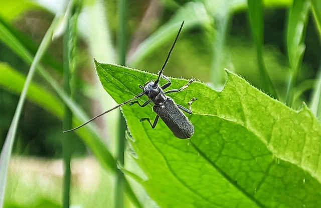 Stenostola ferrea - ólomszürke hársfacincér