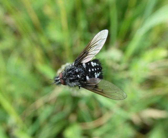 Bombylella atra - ezüstpettyes pöszörlégy