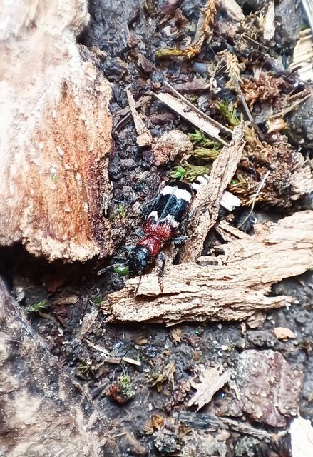 Thanasimus formicarius - vörösnyakú szúfarkas