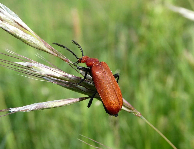Pyrochroa serraticornis - közép-bíborbogár