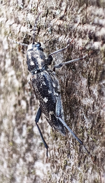 Xylotrechus rusticus - egérszínű darázscincér