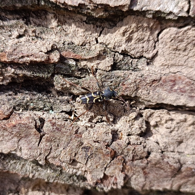 Xylotrechus antilope - fürge darázscincér
