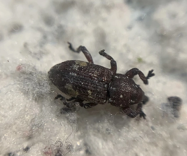Pissodes castaneus - fehérfoltos fenyőbogár