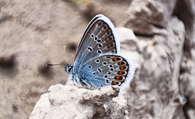 Plebejus argus - ezüstös boglárka