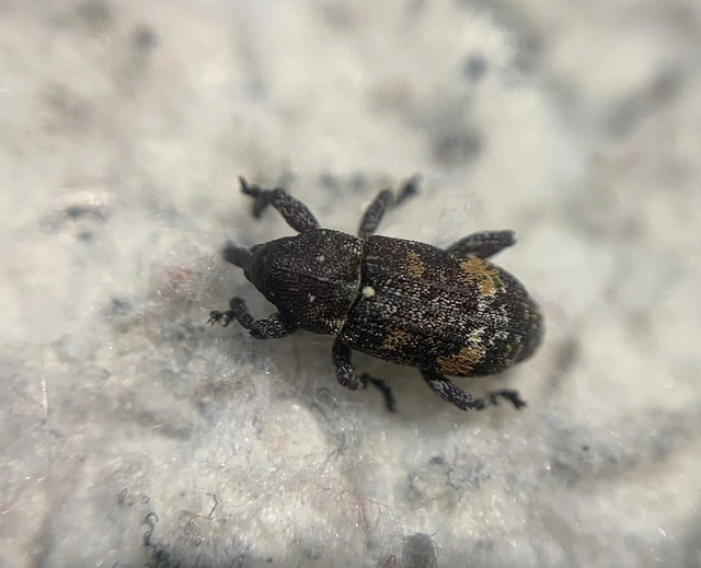 Pissodes castaneus - fehérfoltos fenyőbogár