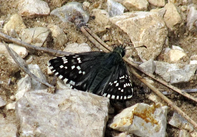 Pyrgus carthami - nagy busalepke