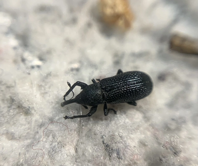 Magdalis memnonia - fekete magdolnaormányos