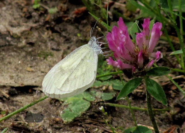Leptidea sinapis - mustárlepke