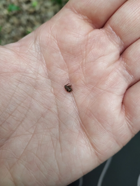 Anthonomus rectirostris - meggymaglikasztó Anthonomus rectirostris - meggymaglikasztó
