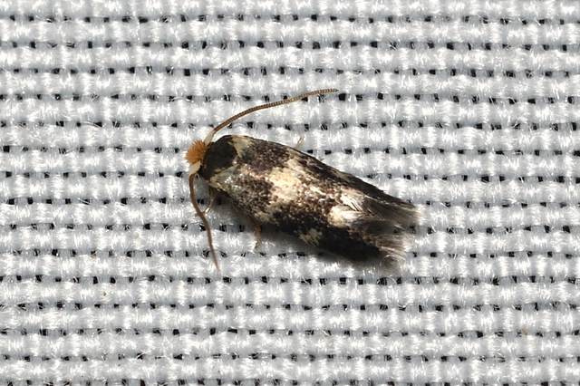 Nepticulidae - törpemolyfélék