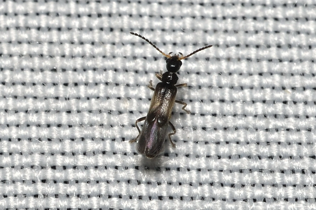 Malthodes pumilus - kisvillás törpelágybogár Malthodes pumilus - kisvillás törpelágybogár