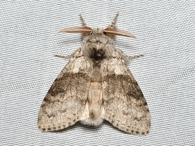 Calliteara pudibunda - hamvasszövő