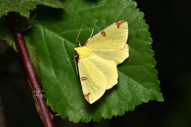 Opisthograptis luteolata - citromsárga araszoló
