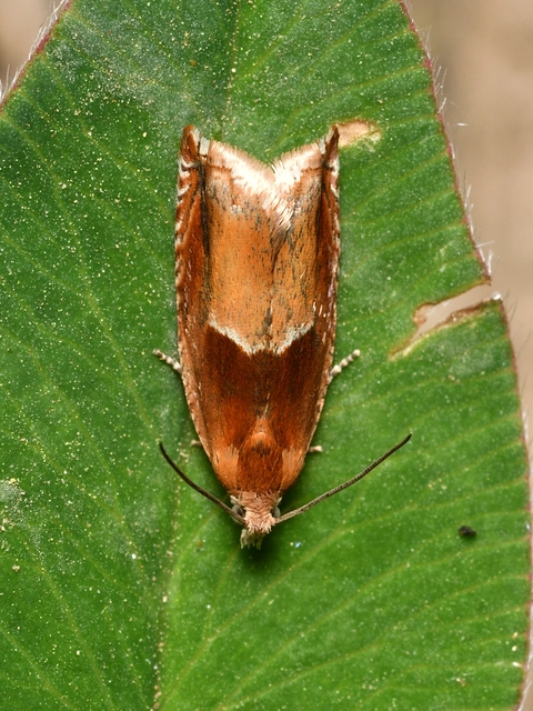 Ancylis mitterbacheriana - tölgysodró horgasmoly