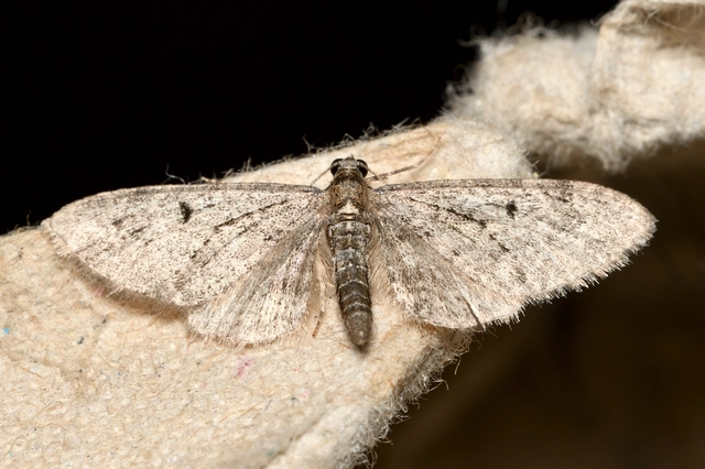 Eupithecia virgaureata - aranyvessző-törpearaszoló