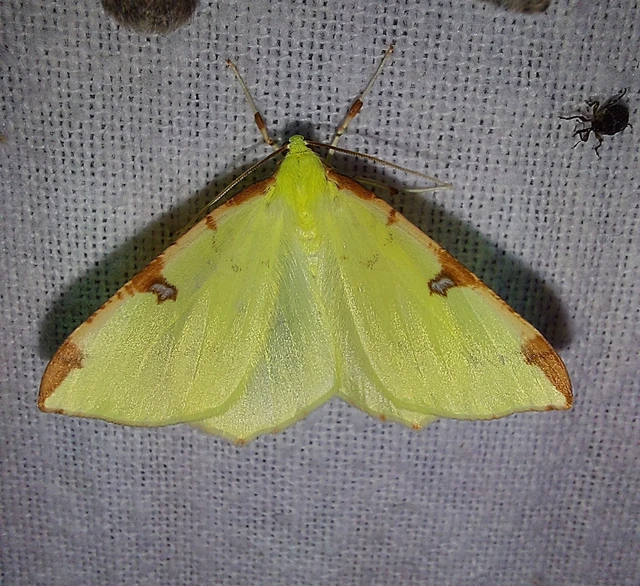 Opisthograptis luteolata - citromsárga araszoló