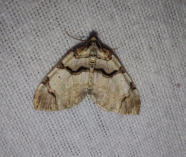 Anticlea derivata - vadrózsa-tarkaaraszoló