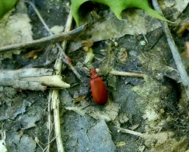 Pyrochroa serraticornis - közép-bíborbogár