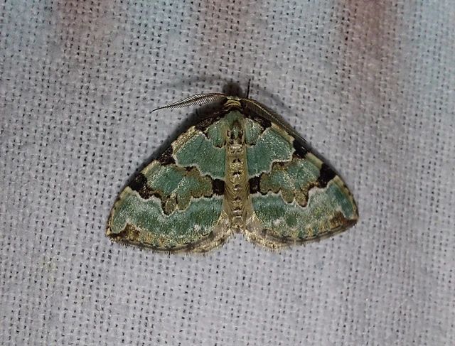 Colostygia pectinataria - zöld levélaraszoló