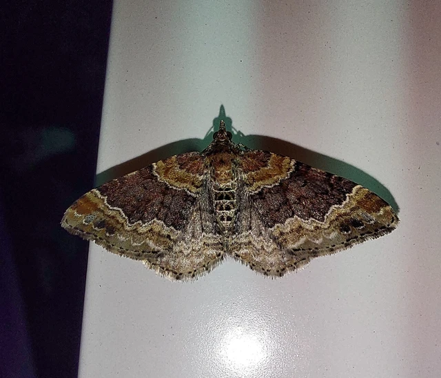 Xanthorhoe spadicearia - sávos tarkaaraszoló
