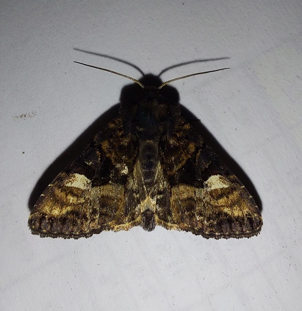 Euplexia lucipara - szeder-csipkésbagoly