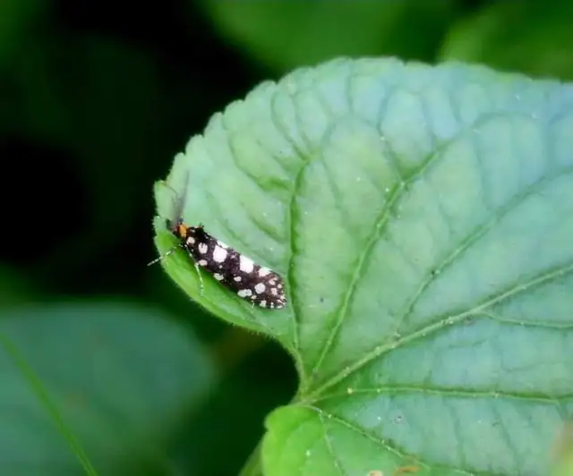 Euplocamus anthracinalis - fésűscsápú korhadékmoly