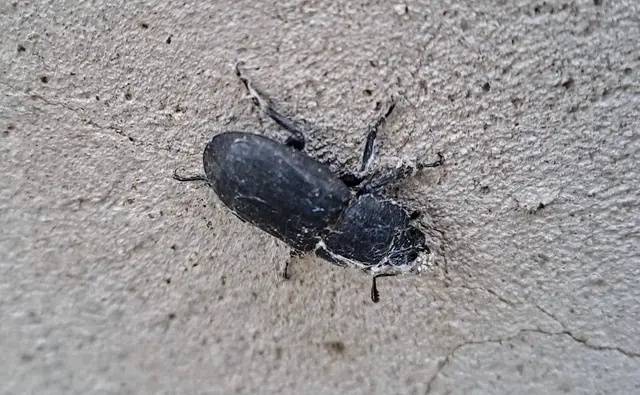 Dorcus parallelipipedus - kis szarvasbogár