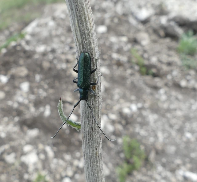Agapanthia violacea - kék somkórócincér