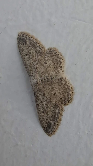 Idaea seriata - szürke apróaraszoló