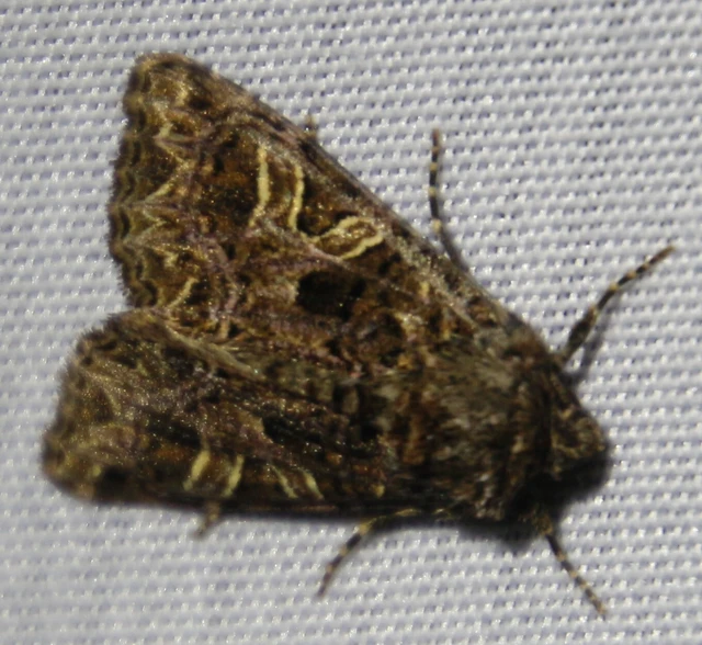 Sideridis rivularis - vörhenyes szegfűbagoly