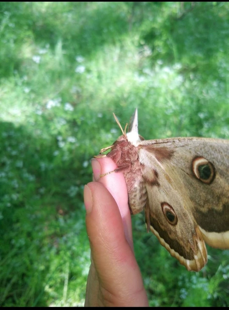 Saturnia pyri - nagy pávaszem