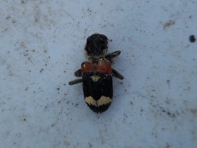Clerus mutillarius - feketenyakú szúfarkas
