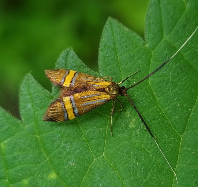 Nemophora degeerella - pompás tőrösmoly