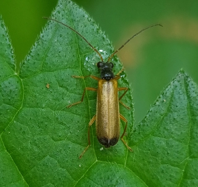 Rhagonycha lignosa - cserjés-lágybogár