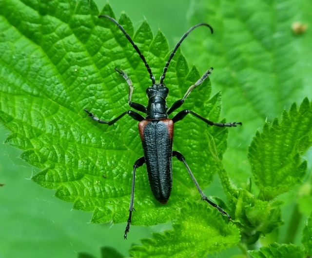 Stenocorus quercus - tölgy-gyökércincér