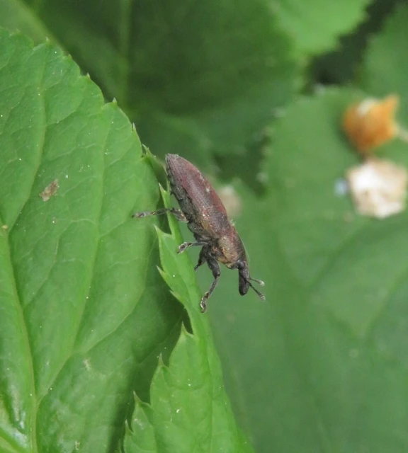 Lixus angustus - rövid dudvabarkó
