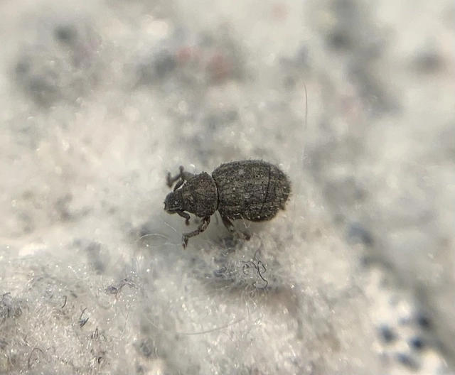 Trachyphloeus scabriculus - bunkósszőrű éjiormányos