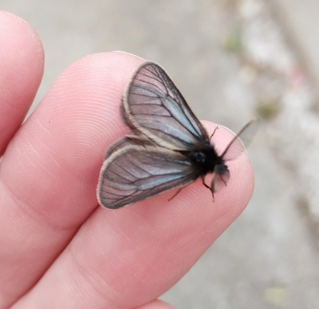 Pentophera morio - réti gyapjaslepke