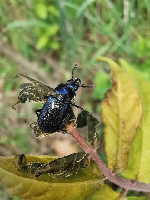 Platycerus caraboides - kis fémesszarvasbogár