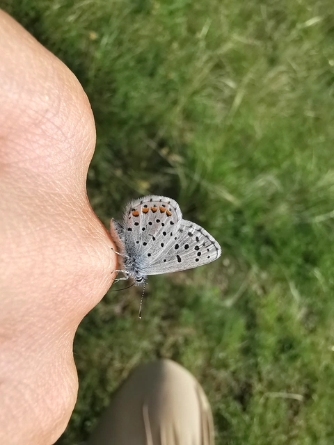 Pseudophilotes schiffermuelleri - apró boglárka